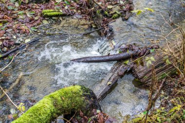 Washington eyaletindeki Dash Point Eyalet Parkı 'nda bir dere. Kış geldi..
