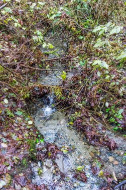Washington eyaletindeki Dash Point Eyalet Parkı 'nda bir dere. Kış geldi..