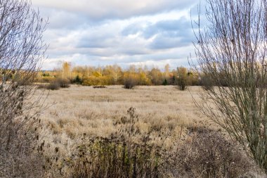 Kent, Washington 'da sonbahar ağaçları manzarası.