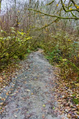 Washington 'daki Dash Point Eyalet Parkı' nda rüzgârlı bir patika..