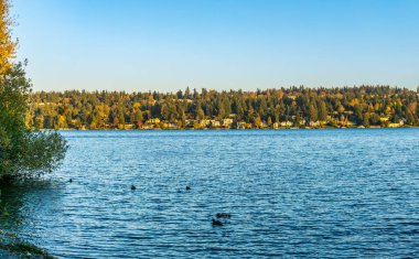 Seattle yakınlarındaki Mercer Adası 'nda devrilen ağaçlar.