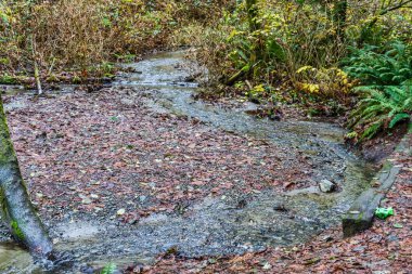 Washington eyaletindeki Dash Point Eyalet Parkı 'nda bir dere. Kış geldi..