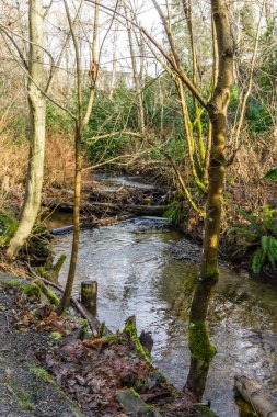 Çıplak ağaçlar Washington 'daki Des Moines Deresi' ni örtüyor. Kış geldi..