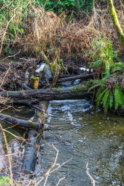 Des Moines Deresi 'nde kışın kütükler olur. Washington Eyaleti 'nde..
