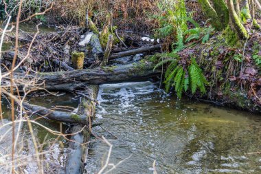 Des Moines Deresi 'nde kışın kütükler olur. Washington Eyaleti 'nde..