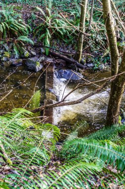 Whiterwater in Des Moines, Creek in Washington State. It is winter time.