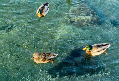 Washington 'daki Redondo Sahili' nde ördekler temiz bir şekilde dolaşır..