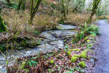 A rocky stream a MeadowDale Beach Parkin in Lynnwood, Wasthington.