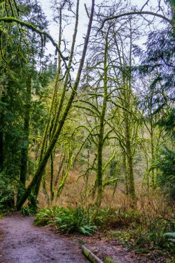 Mossy trees at Meadowdale Beach Park in Lynnwood, Washington.