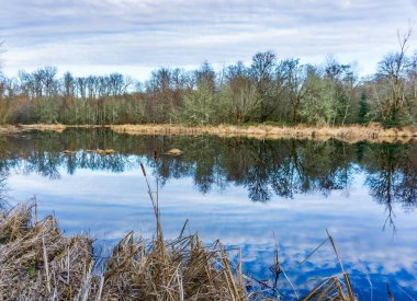 The environment is reflected in the water of the Nisqually Wetlands in Washington State.