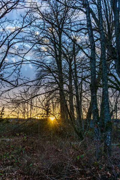 Bare Bomen Silhouet Nisqually Wetlands Staat Washington — Stockfoto