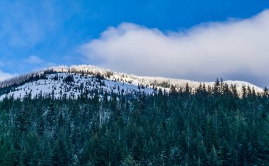 Washington 'da Rainier Dağı yakınlarında kar ve ağaçlar.