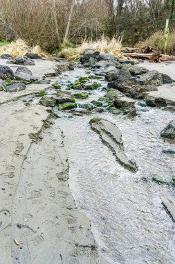 Washington eyaletindeki Dash Point Eyalet Parkı 'nda bir dere akıyor..