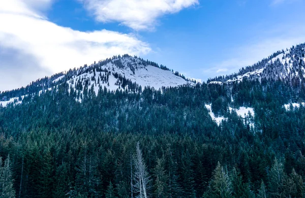 Neve Árvores Perto Mpunt Rainier Estado Washington — Fotografia de Stock