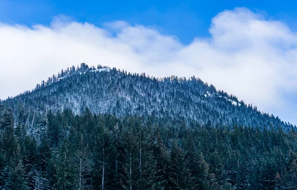 Salju Dan Pohon Dekat Mpunt Rainier Negara Bagian Washington — Stok Foto