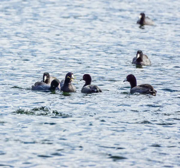 Gros Plan Petits Oiseaux Sur Lac Washinton Seattle Washington — Photo