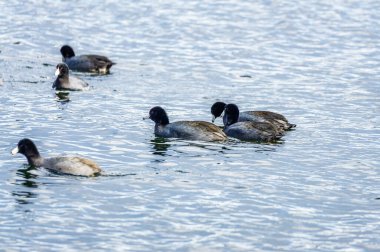 Washington, Seattle 'daki Washinton Gölü' nde küçük kuşların yakın plan çekimi..