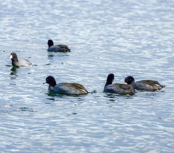 워싱턴주 시애틀의 호수에서 새들을 가까이 — 스톡 사진