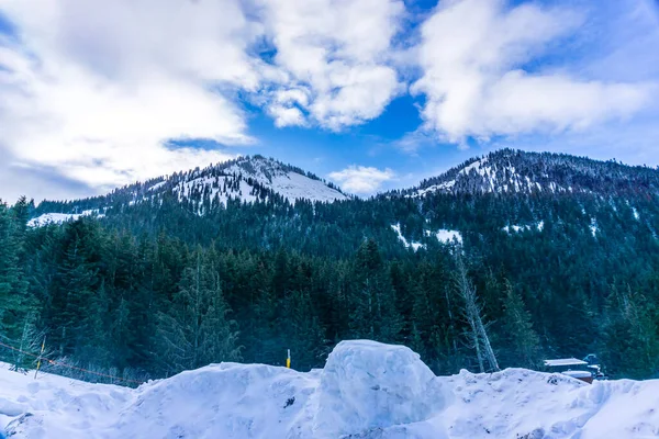 Nieve Árboles Cerca Mount Rainier Estado Washington —  Fotos de Stock