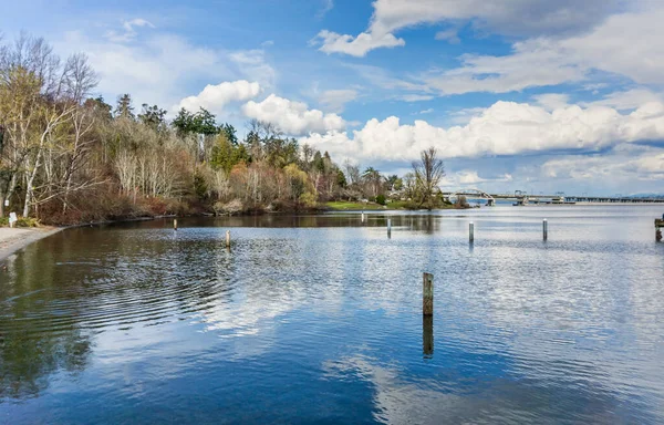 Trres Langs Lake Washington Seattle Det Tidligt Forår - Stock-foto