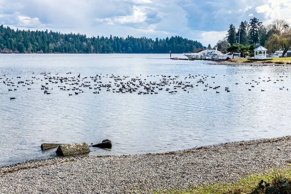 Piccoli Uccelli Galleggiano Sul Lago Washington Seatttle Washington — Foto Stock