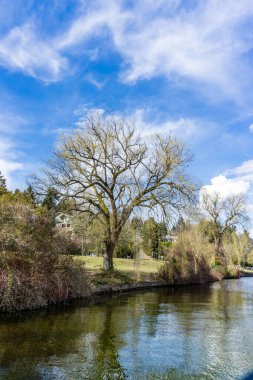 Baharın başlarında Washington Gölü boyunca görkemli bir ağaç büyür..