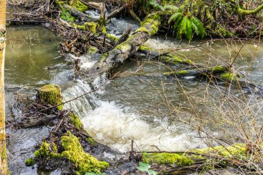 Baharın başındaki Des Moines Creek manzarası. Des Moines, Washington 'da..
