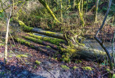 Kütük, Washington 'da Des Moines Creek' in yanında yatıyor..