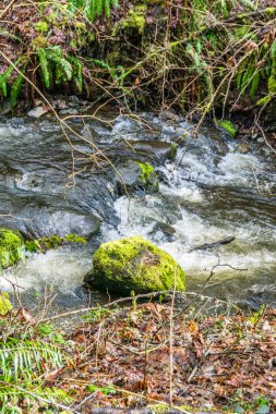 Baharın başındaki Des Moines Creek manzarası. Des Moines, Washington 'da..