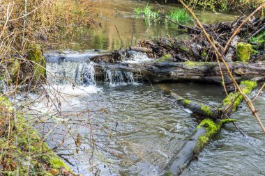 Baharın başındaki Des Moines Creek manzarası. Des Moines, Washington 'da..