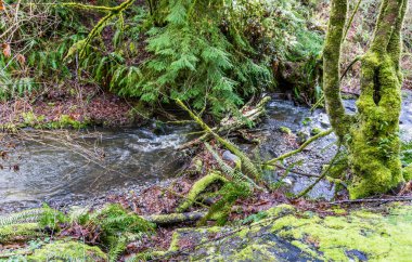 Baharın başındaki Des Moines Creek manzarası. Des Moines, Washington 'da..