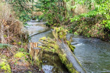 Baharın başındaki Des Moines Creek manzarası. Des Moines, Washington 'da..