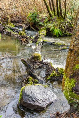 Baharın başındaki Des Moines Creek manzarası. Des Moines, Washington 'da..