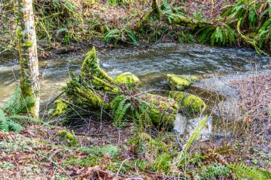Baharın başındaki Des Moines Creek manzarası. Des Moines, Washington 'da..