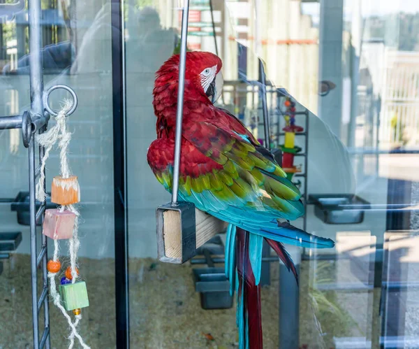 Kilátás Egy Piros Zöld Kék Arapagáj Egy Állatparkban Issaquah Washington — Stock Fotó