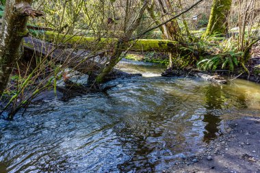 Baharın başındaki Des Moines Creek manzarası. Des Moines, Washington 'da..