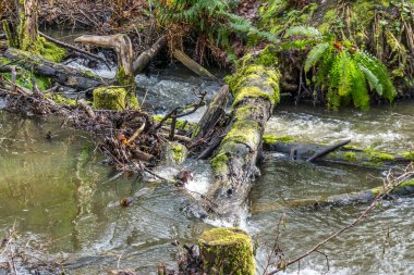 Baharın başındaki Des Moines Creek manzarası. Des Moines, Washington 'da..