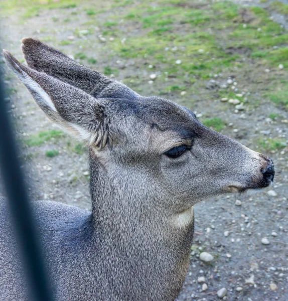 ワシントン州イサカの動物公園で友好的な鹿のクローズアップショット — ストック写真