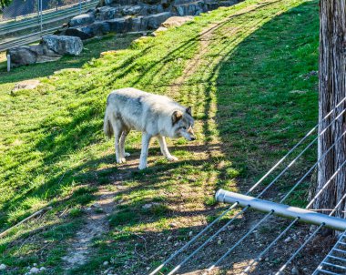 Bir kurt Issaquah, Washington 'daki bir hayvan parkında çimlerin üzerinde duruyor..