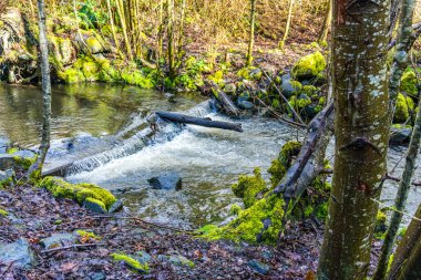 Baharın başındaki Des Moines Creek manzarası. Des Moines, Washington 'da..