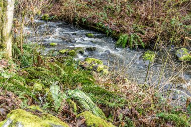 Baharın başındaki Des Moines Creek manzarası. Des Moines, Washington 'da..