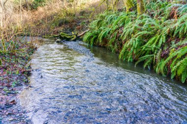 Baharın başındaki Des Moines Creek manzarası. Des Moines, Washington 'da..
