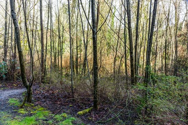 Zeitigen Frühling Kleiden Sich Bäume Entlang Des Des Moines Creek — Stockfoto