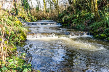 Baharın başındaki Des Moines Creek manzarası. Des Moines, Washington 'da..