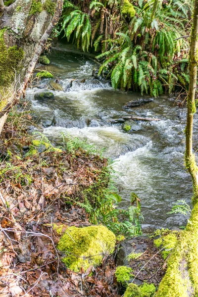 View Des Moines Creek Early Spring Located Des Moines Washington — Stock Photo, Image