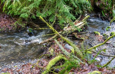 Baharın başındaki Des Moines Creek manzarası. Des Moines, Washington 'da..