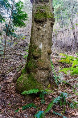 Washington 'da Bellevue Botanik Bahçesi yolunda ilginç bir ağaç var..