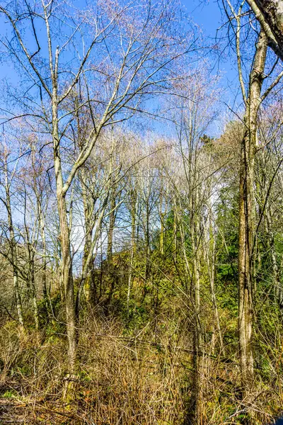 Början Våren Träd Klänning Längs Des Moines Creek Trail Washington — Stockfoto