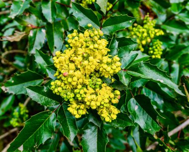 Washington 'daki Bellevue Botanik Bahçesi' nde sarı çiçeklerin makro çekimi..
