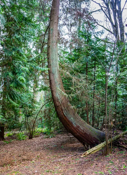 Zakřivený Strom Podél Stezky Botanické Zahradě Bellevue Státě Washington — Stock fotografie